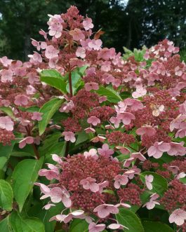 Dharuma - Hydrangea paniculata