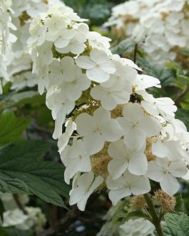 Snow queen - Hydrangea quercifolia