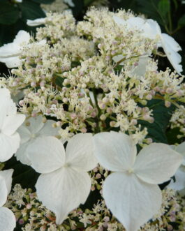 Macrosepala - Hydrangea serrata