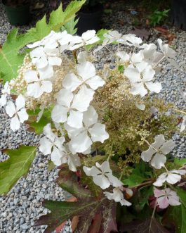 Ice cristal - Hydrangea quercifolia