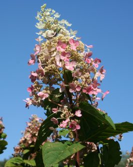 Pink Diamond - Hydrangea paniculata