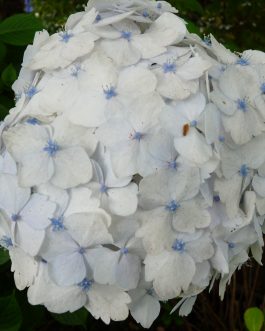 Madame Emile Mouillère - Hydrangea macrophylla (Fleurs rondes)
