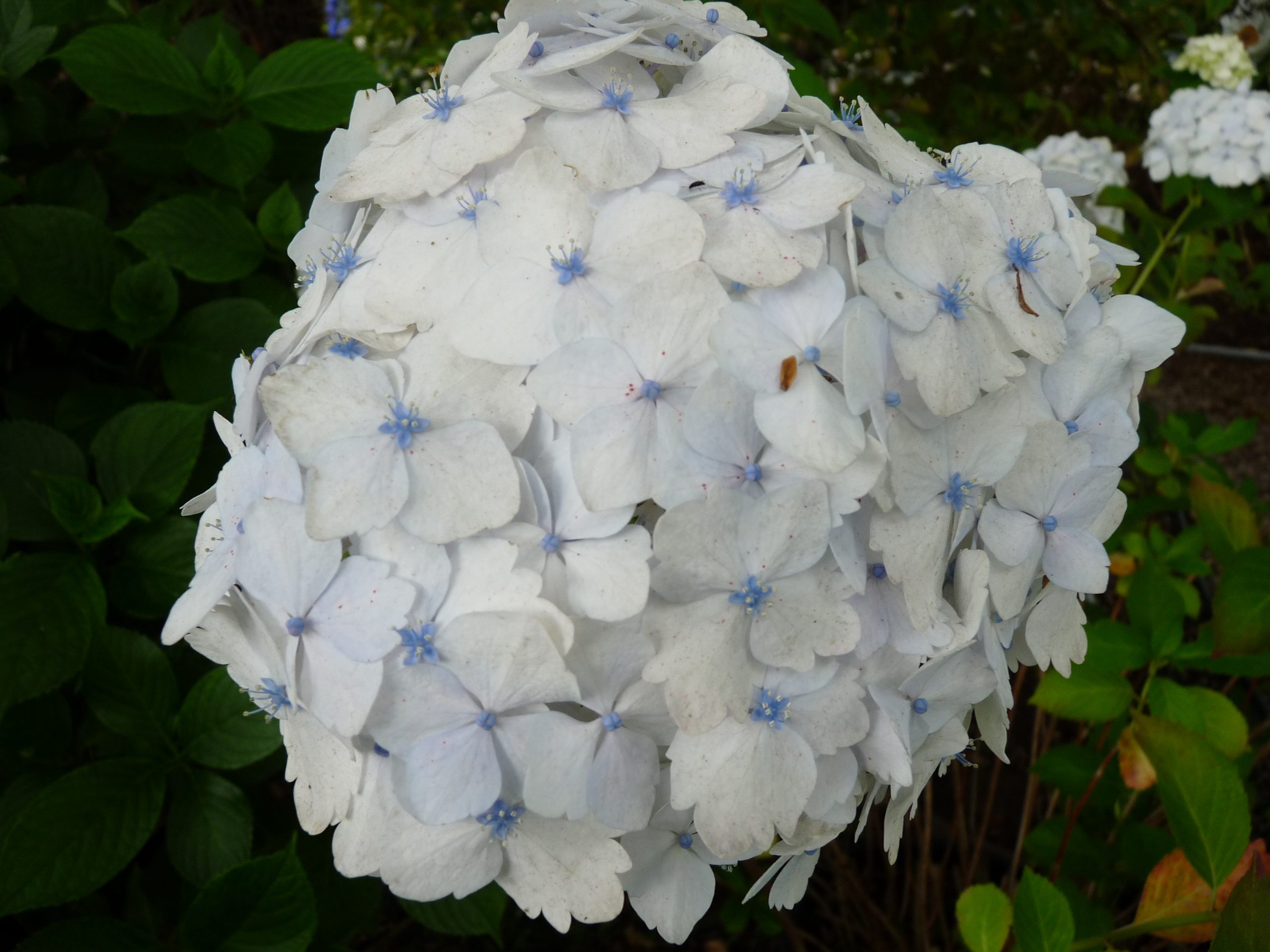 Madame Emile Mouillère - Hydrangea macrophylla (Fleurs rondes)
