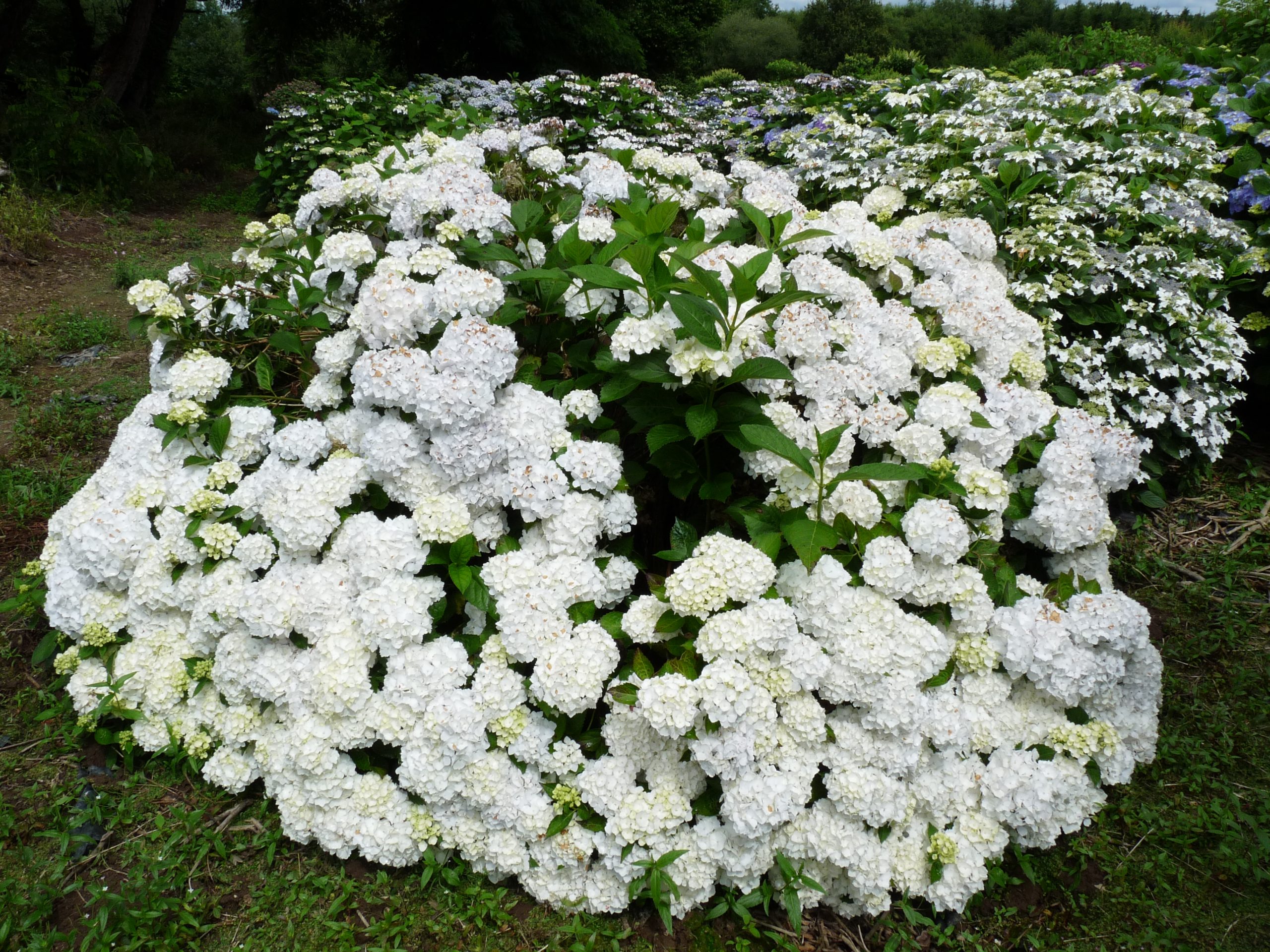 Madame Emile Mouillère - Hydrangea macrophylla (Fleurs rondes) – Image 2