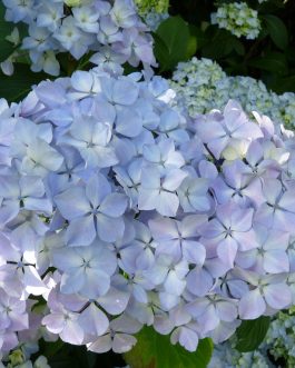 Otaksa monstruosa - Hydrangea macrophylla (Fleurs rondes)
