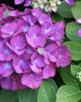 LK 49 - Hydrangea macrophylla (Fleurs rondes)
