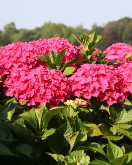 Leuchtfeuer - Hydrangea macrophylla (Fleurs rondes)