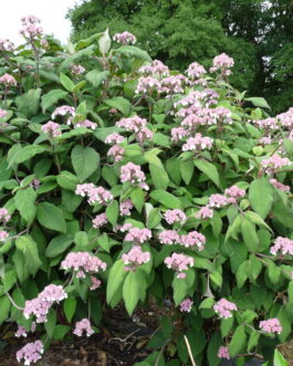 Bellevue - Hydrangea aspera