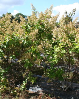 Goliath (pan) - Hydrangea paniculata