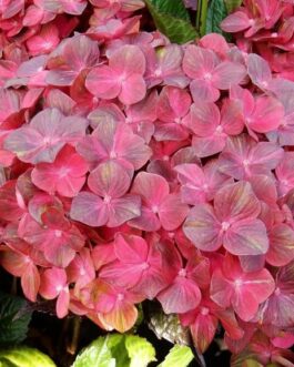 Hokomachoko - Hydrangea macrophylla (Fleurs rondes)