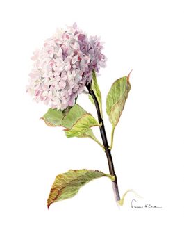 Carte postale A6 'Nigra'