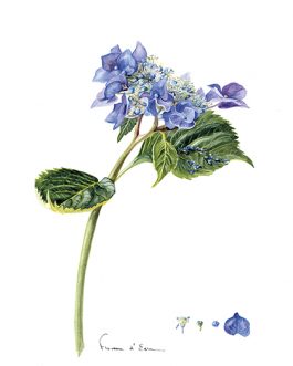 10 Cartes postales Botaniques différentes A6