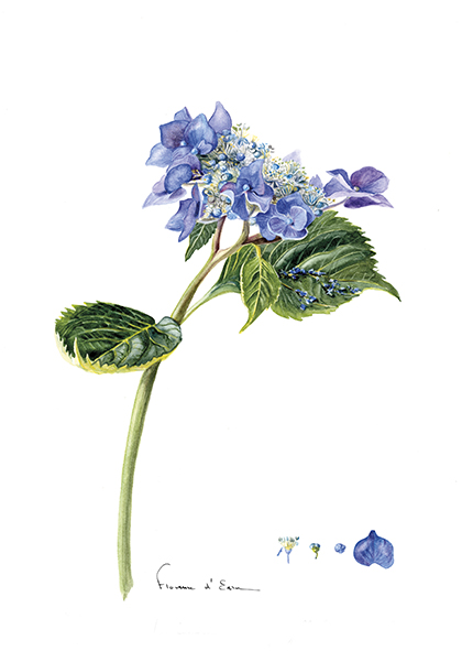 10 Cartes postales Botaniques différentes A6