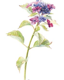 Carte postale A6 'Zeisig'