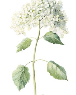 Carte postale A6 'Grandiflora'