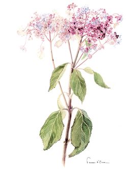 Carte postale A6 Cardiandra formosana