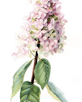 Carte postale A6 'Pink diamand'