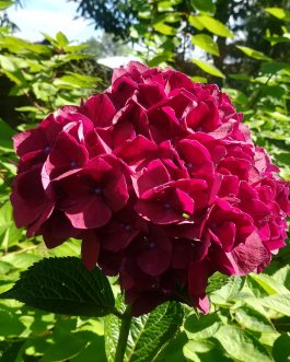 Ruby red - Hydrangea macrophylla (Fleurs rondes)