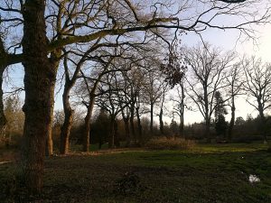 Parc des hortensias en hiver