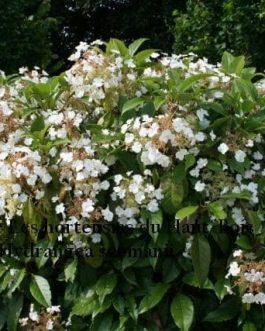 Seemanii - Hydrangea Grimpant