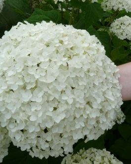Annabelle - Hydrangea arborescent