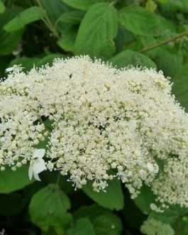 Hills of Snow - Hydrangea arborescent