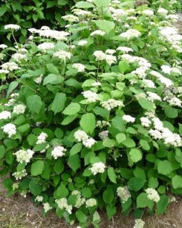 Hills of Snow - Hydrangea arborescent