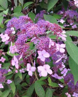 Villosa - Hydrangea aspera