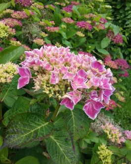 Harlequin - Hydrangea macrophylla (Fleurs rondes)