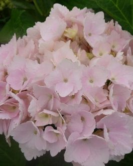 Marie Claire - Hydrangea macrophylla (Fleurs rondes)