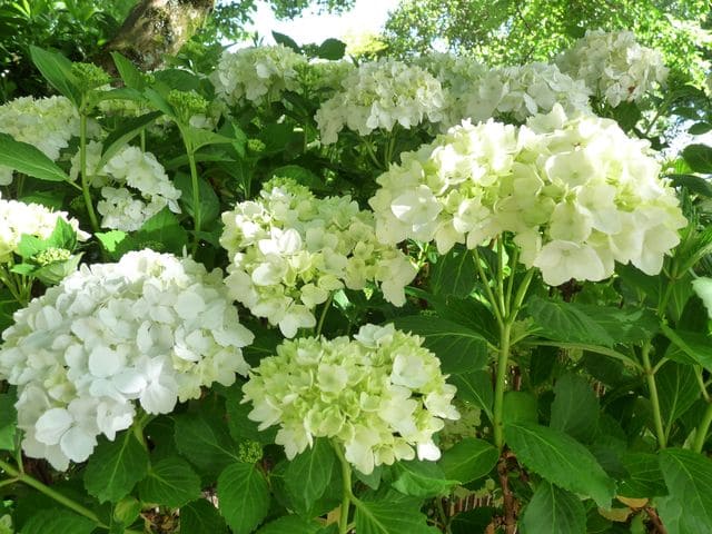 Madame Emile Mouillère - Hydrangea macrophylla (Fleurs rondes) – Image 3