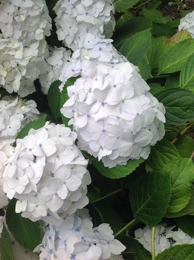 Madame Emile Mouillère - Hydrangea macrophylla (Fleurs rondes) – Image 5
