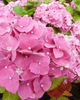 R.F Felton - Hydrangea macrophylla (Fleurs rondes)