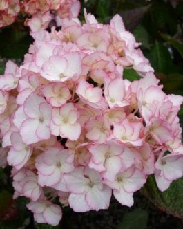 Sabrina - Hydrangea macrophylla (Fleurs rondes)