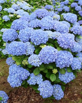 Adria - Hydrangea macrophylla (Fleurs rondes)