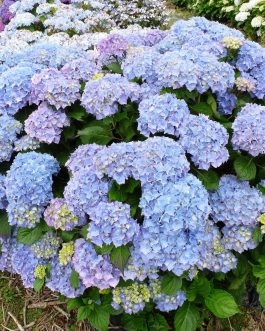 Altona - Hydrangea macrophylla (Fleurs rondes)