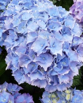 Altona - Hydrangea macrophylla (Fleurs rondes)