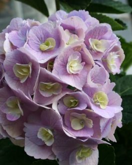 Amethyst - Hydrangea macrophylla (Fleurs rondes)