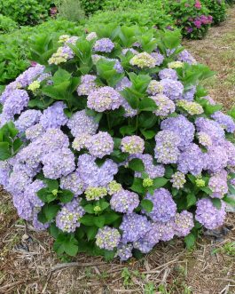 Ami Pasquier - Hydrangea macrophylla (Fleurs rondes)