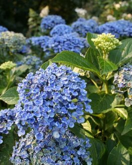 Ayesha - Hydrangea macrophylla (Fleurs rondes)