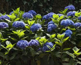 Benelux - Hydrangea macrophylla (Fleurs rondes)