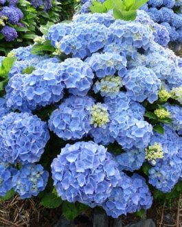 Bodensee - Hydrangea macrophylla (Fleurs rondes)