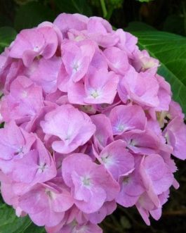 Chambellan - Hydrangea macrophylla (Fleurs rondes)