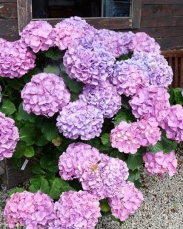 Chambellan - Hydrangea macrophylla (Fleurs rondes)