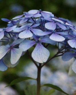 Cousine Louise - Hydrangea macrophylla (Fleurs rondes)