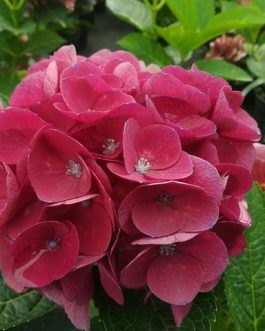 Dalian - Hydrangea macrophylla (Fleurs rondes)