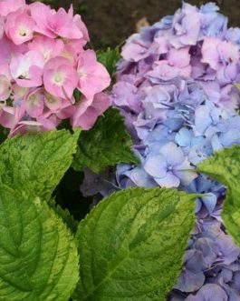 Devon Panaché - Hydrangea macrophylla (Fleurs rondes)
