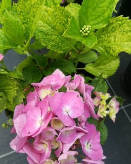 Devon Panaché - Hydrangea macrophylla (Fleurs rondes)