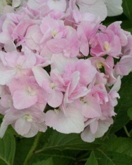 Domotoi - Hydrangea macrophylla (Fleurs rondes)