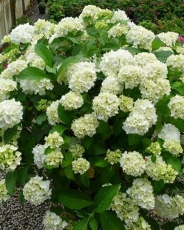 Madame Emile Mouillère - Hydrangea macrophylla (Fleurs rondes)